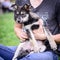 Little puppy with person outdoor