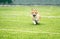 Little puppy red dog breed Corgi fun running around the green football field on the Playground on the streets in the city for a