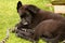 A little puppy sleep on the grass because he was tired. It is a funny puppy of a black German Shepherd.