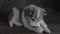 The little puppy was lying on the wooden floor and eats treats for dogs. Close-up.