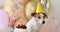 Little puppy in yellow birthday hat stands near small cake