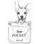 Little purebred dog in pocket. vector illustration