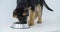 Little purebred puppy eating dog food from bowl