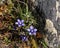 Little purple flowers photographed in the Himalayas
