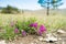 Little purple flowers of the steppe . Purple prairie flowers in the summer