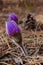 Little purple Pasque flower on the forest floor.