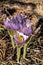 Little purple Pasque flowers on the forest floor.