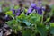 Little purple spring violet flowers on forest lawn. Viola reichenbachiana