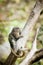 Little pygmy marmoset monkey