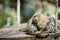 Little pygmy marmoset monkey