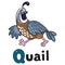 Little quail for ABC. Alphabet Q