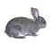 Little rabbit breed of gray silver chinchilla