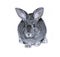 Little rabbit breed of gray silver chinchilla