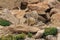 Little rabbit camouflaged on the stones