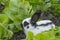 Little rabbit eating lettuce