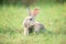 Little rabbit on green grass with background of natural in summer day at during the sunset.