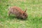 Little rabbit running