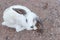 Little rabbit select focus blurry background,Beautiful White Rabbit,Rabbit sick