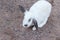 Little rabbit select focus blurry background,Beautiful White Rabbit,Rabbit sick.