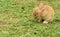 Little rabbit to walk in the lawn.