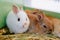 little rabbits in cage on straw. selling pets in a pet store.