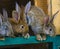 Little rabbits. rabbit in farm cage or hutch. Breeding rabbits c