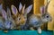 Little rabbits. rabbit in farm cage or hutch. Breeding rabbits c