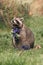 Little raccoon holds blue artificial flowers in its paws while sitting on the green grass in summer