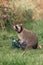 Little raccoon holds blue artificial flowers in its paws while sitting on the green grass in summer