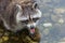 little racoon stands in the water and shows tongue