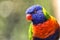 Little rainbow lorikeet with colorful feathers