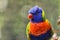 Little rainbow lorikeet with colorful feathers