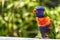 Little rainbow lorikeet with colorful feathers