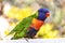 Little rainbow lorikeet with colorful feathers