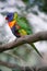 Little rainbow parrot lorikeet