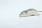 Little Rat on White Background.