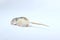 Little Rat on White Background.