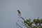 Little red-backed shrike