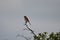 little red-backed shrike