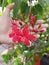 Little red batavia flower on the garden