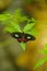 A little red-black butterfly. Selective focus. Green blurred background