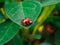 Little red and black ladybug with on a green plant