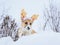 little red corgi puppy sits in winter park in the snow clad in Christmas reindeer
