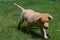 Little Red Duck Puppy Dog Walking Through Grass