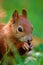 Little red eurasian squirrel