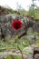 A Little red flower alone in mountain