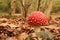 A little red fly agaric mushroom with white dots between brown leaves in the forest