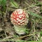 Little red fly-agaric with white dots