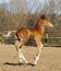 Little red foal running on the sand in the paddock