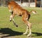 Little red foal running on the sand in the paddock